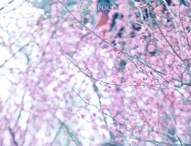 ԏˆη͵̎Ů