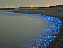 日本富山海邊的熒光烏賊(Watasenia scintillans)，