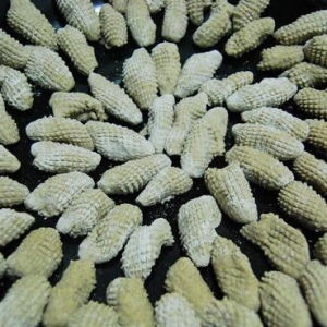 蕎麥老鼠
