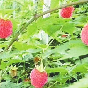 ΢^Сɷ_Ȼ 