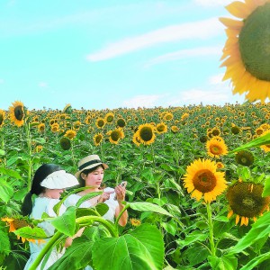 ֲ@Ҹˮεտտӭ(yng)ŭ