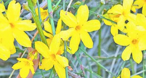 迎春和連翹 誰(shuí)把春來(lái)報(bào)？